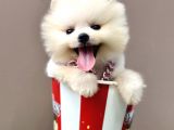 Boo Pomeranian Teddy Bear Ayi Surat Yavrularimiz