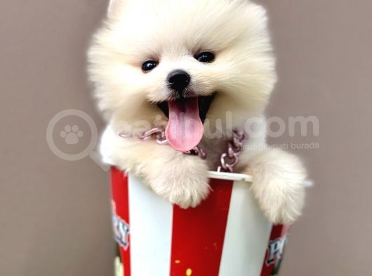 Boo Pomeranian Teddy Bear Ayi Surat Yavrularimiz görsel