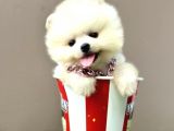 Pomeranian Boo Bebek Surat Yavrularimiz