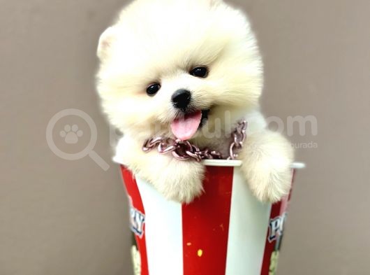 Pomeranian Boo Bebek Surat Yavrularimiz görsel