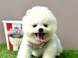 Pomeranian Boo Bebek Surat Yavrularimiz