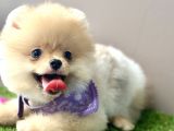 Boo Pomeranian Teddy Bear Ayi Surat Yavrularimiz