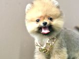 Boo Pomeranian Teddy Bear Ayi Surat Yavrularimiz