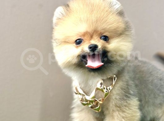 Boo Pomeranian Teddy Bear Ayi Surat Yavrularimiz görsel