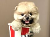 Boo Pomeranian Teddy Bear Ayi Surat Yavrularimiz