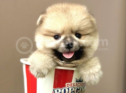 Boo Pomeranian Teddy Bear Ayi Surat Yavrularimiz görsel