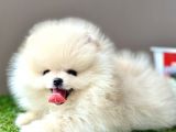 Pomeranian Boo Bebek Surat Yavrularimiz