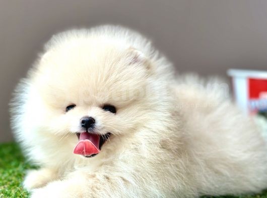Pomeranian Boo Bebek Surat Yavrularimiz görsel
