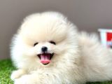 Pomeranian boo bebek surat yavrularimiz