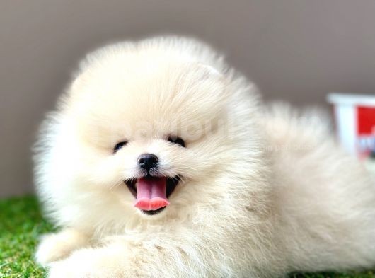 Pomeranian boo bebek surat yavrularimiz