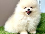 Pomeranian Boo Bebek Surat Yavrularimiz