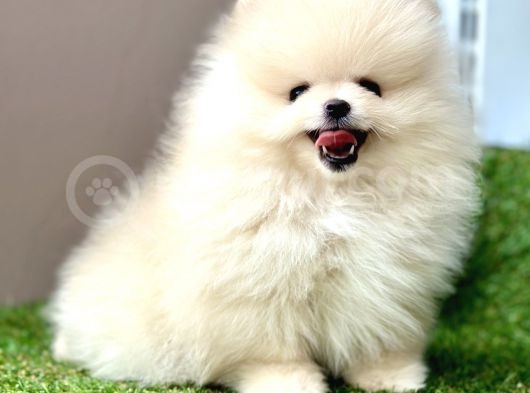 Pomeranian Boo Bebek Surat Yavrularimiz görsel