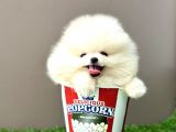 Pomeranian Boo Bebek Surat Yavrularimiz