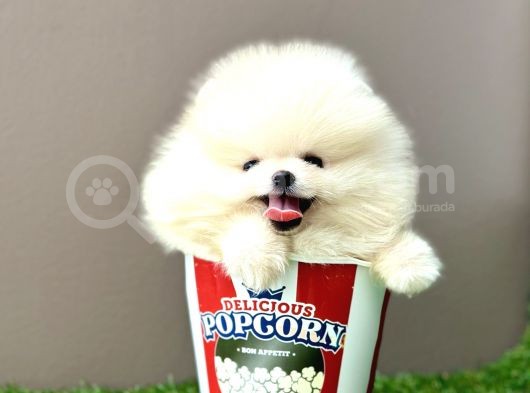 Pomeranian Boo Bebek Surat Yavrularimiz görsel