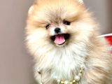 Boo Pomeranian Teddy Bear Ayi Surat Yavrularimiz