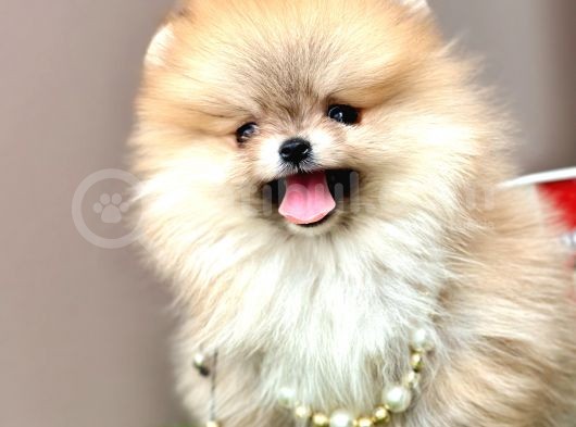 Boo Pomeranian Teddy Bear Ayi Surat Yavrularimiz görsel