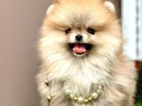 Boo Pomeranian Teddy Bear Ayi Surat Yavrularimiz