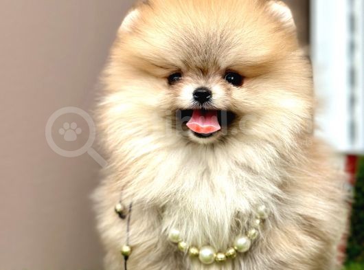 Boo Pomeranian Teddy Bear Ayi Surat Yavrularimiz görsel