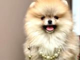 Boo Pomeranian Teddy Bear Ayi Surat Yavrularimiz