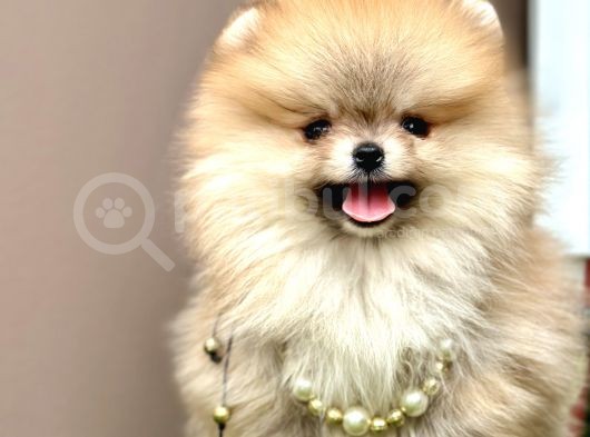 Boo Pomeranian Teddy Bear Ayi Surat Yavrularimiz görsel