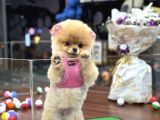 Teacup mini kız