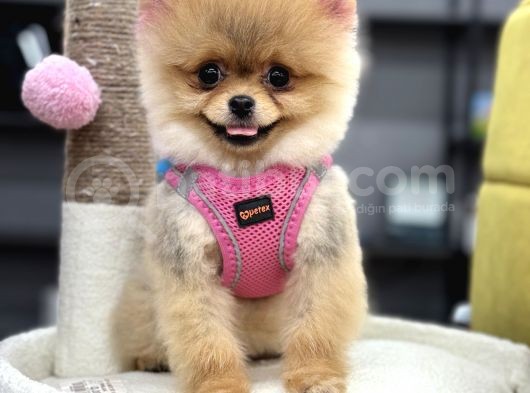 Teacup Mini Kız görsel