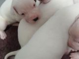 Üst Kalite Secereli Dogo Argentino Yavrular