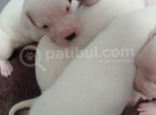 Üst Kalite Secereli Dogo Argentino Yavrular görsel