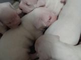 Üst Kalite Secereli Dogo Argentino Yavrular