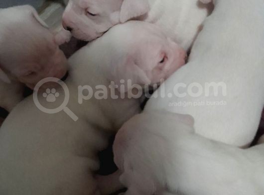 Üst Kalite Secereli Dogo Argentino Yavrular görsel
