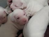 ÜST KALITE SECERELI DOGO ARGENTINO YAVRULAR