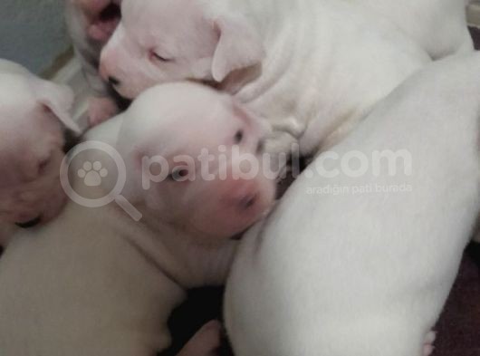 Üst Kalite Secereli Dogo Argentino Yavrular