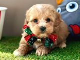 Eşsiz renkleriyle maltipoo yavrualar