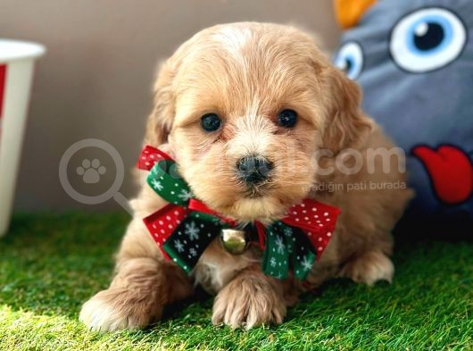 Eşsiz Renkleriyle Maltipoo Yavrualar