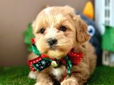 Eşsiz Renkleriyle Maltipoo Yavrualar