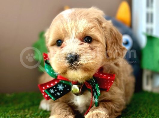 Eşsiz Renkleriyle Maltipoo Yavrualar görsel