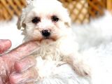 Maltesse Terrier Cinsleri Güzel Yavrular 