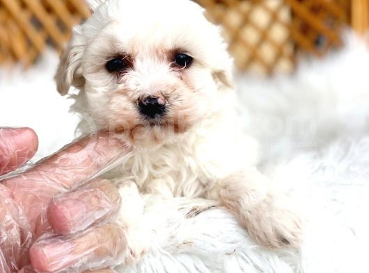 Maltesse Terrier Cinsleri Güzel Yavrular 
