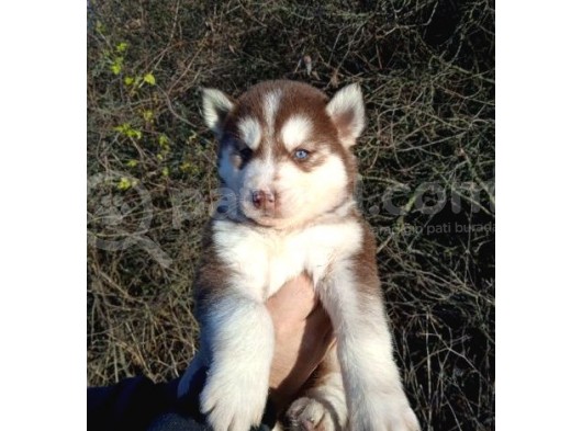 Renk Renk Husky Bebekler