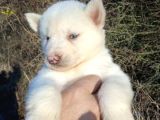 Renk Renk Husky Bebekler