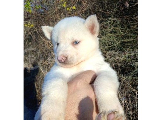 Renk Renk Husky Bebekler görsel