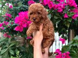kıvırcık tüy yumağı toy poodle yavrularım