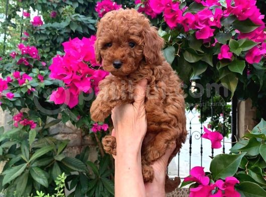 Kıvırcık Tüy Yumağı Toy Poodle Yavrularım