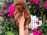 Kıvırcık Tüy Yumağı Toy Poodle Yavrularım