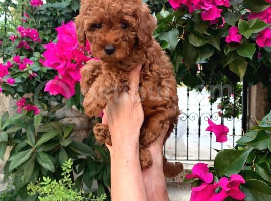 Kıvırcık Tüy Yumağı Toy Poodle Yavrularım görsel
