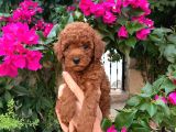 Kıvırcık Tüy Yumağı Toy Poodle Yavrularım