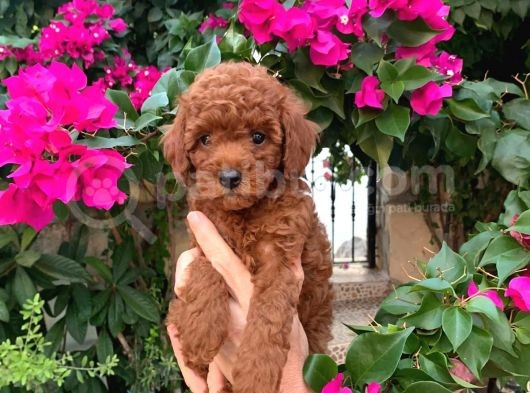 Kıvırcık Tüy Yumağı Toy Poodle Yavrularım görsel
