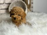 Üst Kalite Toy Poodle Yavrularım