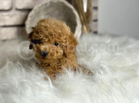 Üst Kalite Toy Poodle Yavrularım görsel