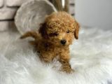 üst kalite toy poodle yavrularım